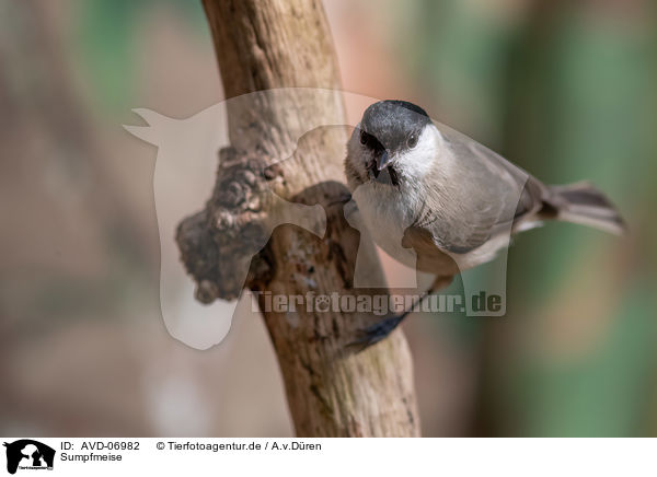Sumpfmeise / marsh tit / AVD-06982