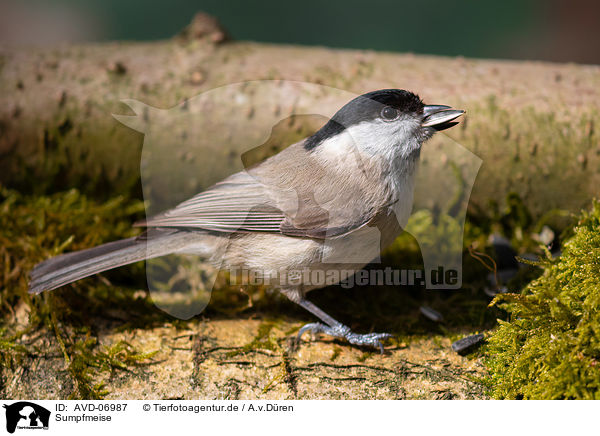 Sumpfmeise / marsh tit / AVD-06987