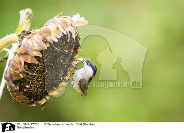 Sumpfmeise / Marsh tit / DMS-17706