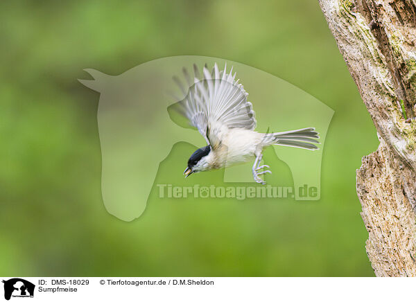 Sumpfmeise / Marsh tit / DMS-18029