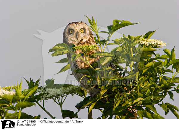 Sumpfohreule / short-eared owl / AT-01495