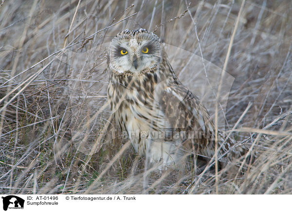 Sumpfohreule / short-eared owl / AT-01496