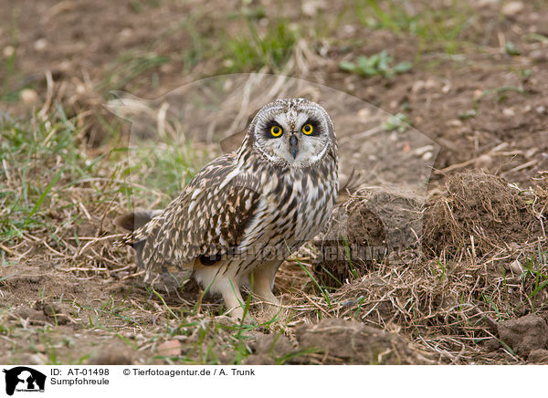 Sumpfohreule / short-eared owl / AT-01498