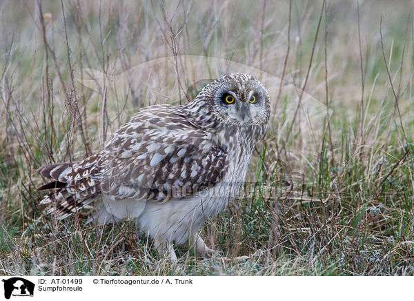 Sumpfohreule / short-eared owl / AT-01499
