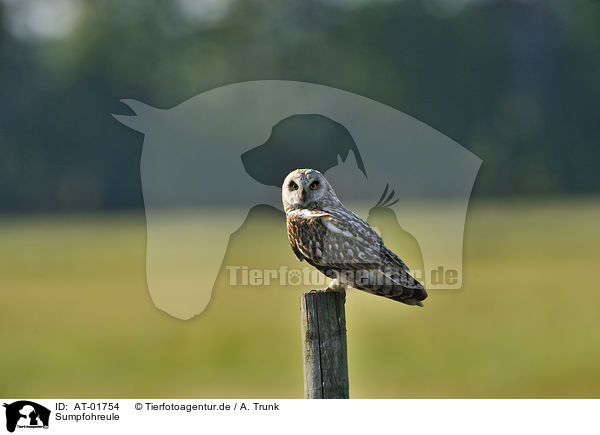 Sumpfohreule / short-eared owl / AT-01754