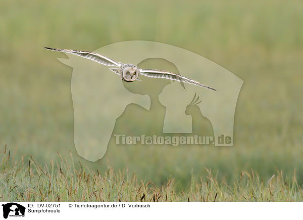 Sumpfohreule / short-eared owl / DV-02751