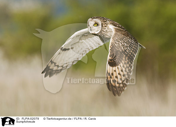Sumpfohreule / short-eared owl / FLPA-02079