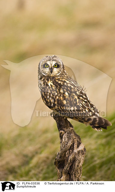 Sumpfohreule / short-eared owl / FLPA-03536