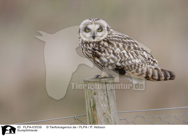Sumpfohreule / short-eared owl / FLPA-03539