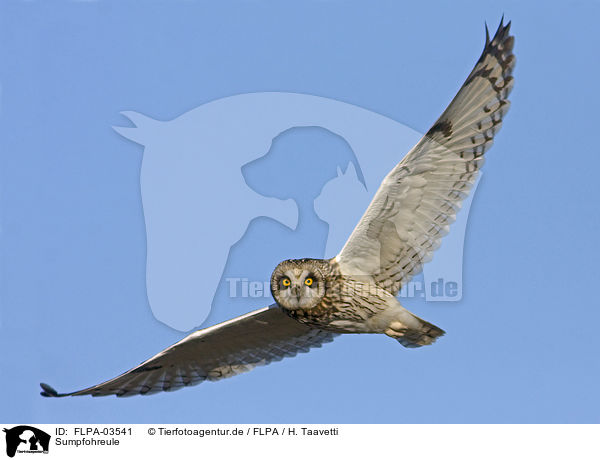 Sumpfohreule / short-eared owl / FLPA-03541