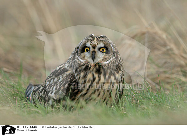 Sumpfohreule / short-eared owl / FF-04446