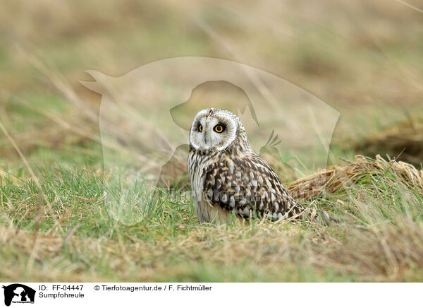 Sumpfohreule / short-eared owl / FF-04447