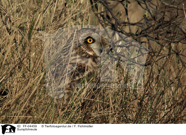 Sumpfohreule / short-eared owl / FF-04459