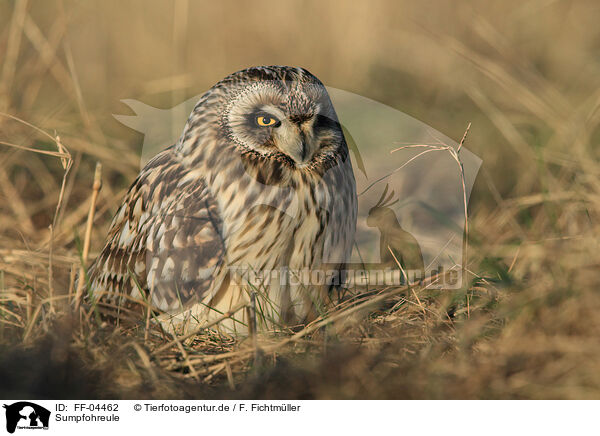 Sumpfohreule / short-eared owl / FF-04462