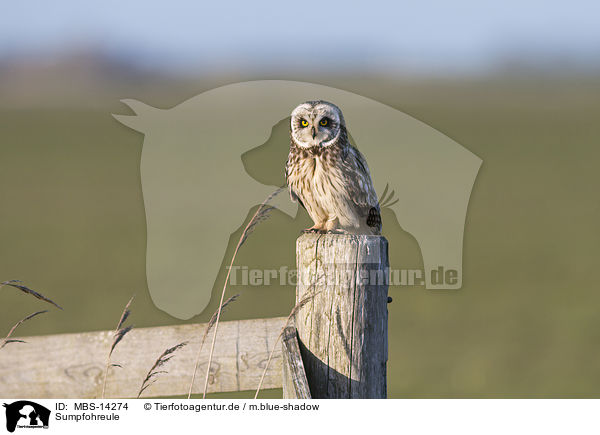 Sumpfohreule / short-eared owl / MBS-14274