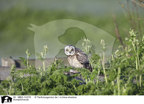 Sumpfohreule / short-eared owl / MBS-14276