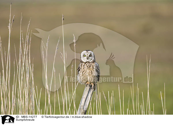 Sumpfohreule / short-eared owl / MBS-14277