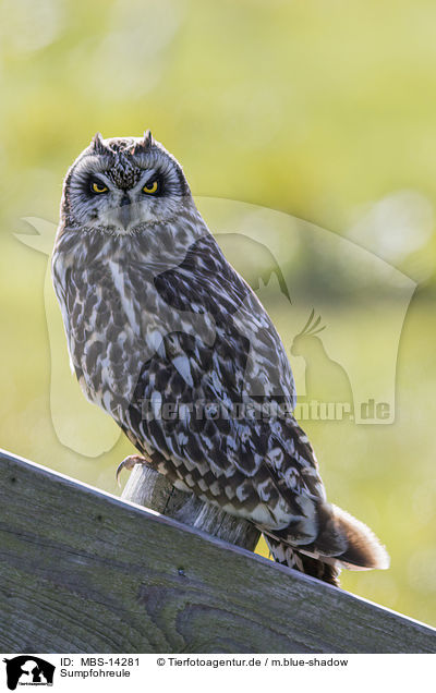 Sumpfohreule / short-eared owl / MBS-14281