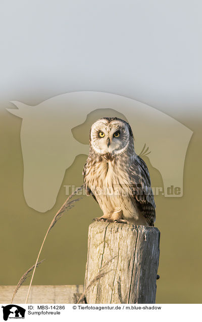 Sumpfohreule / short-eared owl / MBS-14286