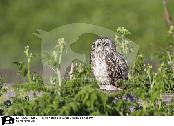 Sumpfohreule / short-eared owl / MBS-14289