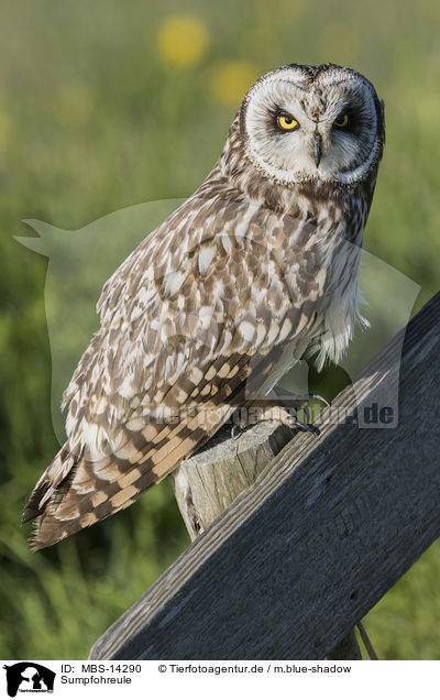 Sumpfohreule / short-eared owl / MBS-14290