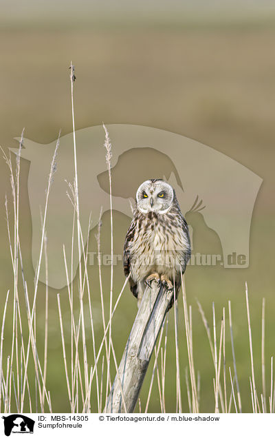 Sumpfohreule / short-eared owl / MBS-14305