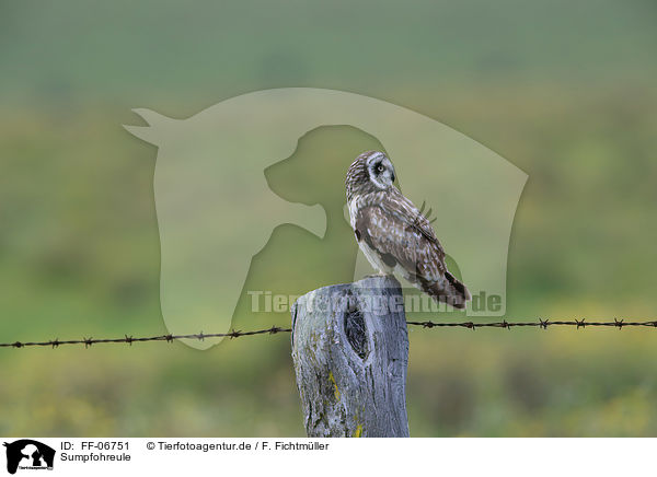 Sumpfohreule / short-eared owl / FF-06751