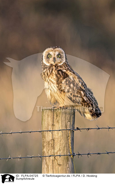 Sumpfohreule / short-eared owl / FLPA-04725