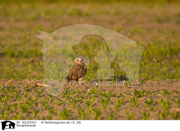 Sumpfohreule / short-eared owl / SO-03321