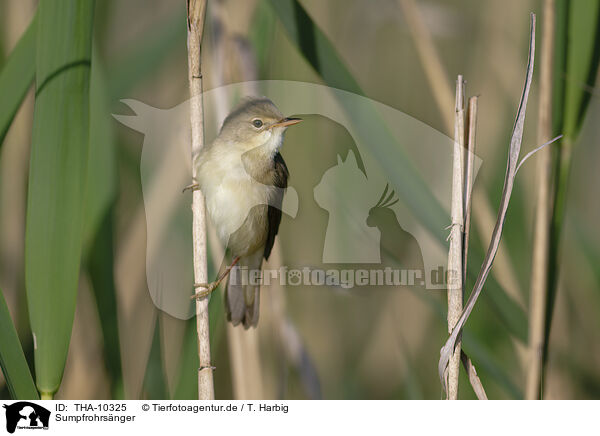 Sumpfrohrsnger / marsh warbler / THA-10325