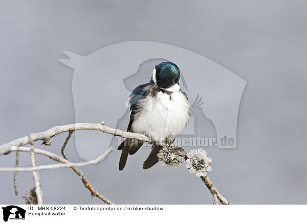 Sumpfschwalbe / tree swallow / MBS-08224