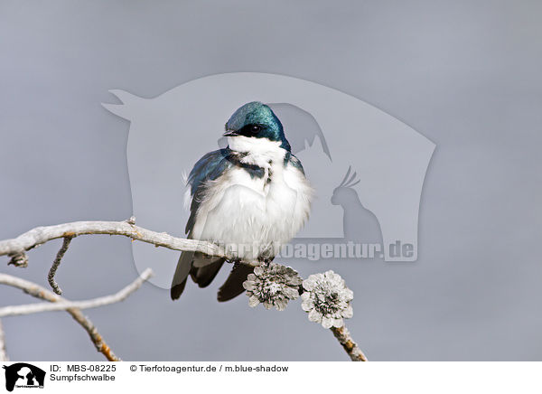 Sumpfschwalbe / tree swallow / MBS-08225