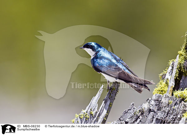 Sumpfschwalbe / MBS-08230