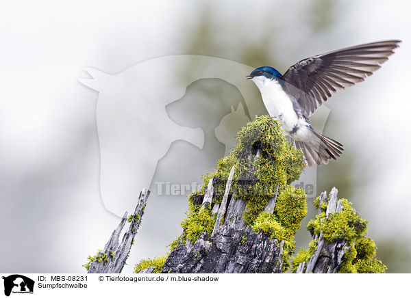 Sumpfschwalbe / tree swallow / MBS-08231