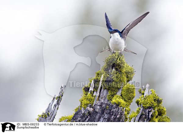 Sumpfschwalbe / tree swallow / MBS-08233