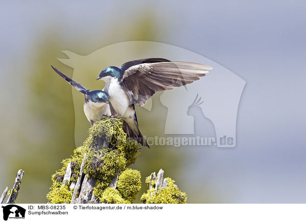 Sumpfschwalben / MBS-08235
