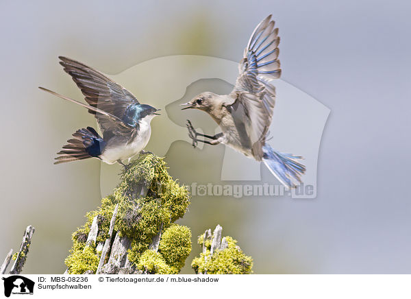 Sumpfschwalben / tree swallows / MBS-08236