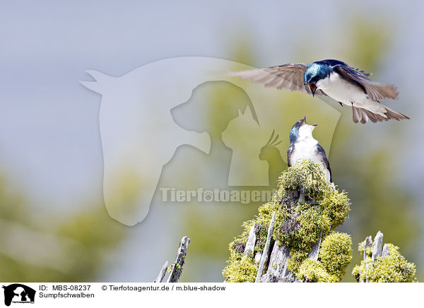 Sumpfschwalben / tree swallows / MBS-08237