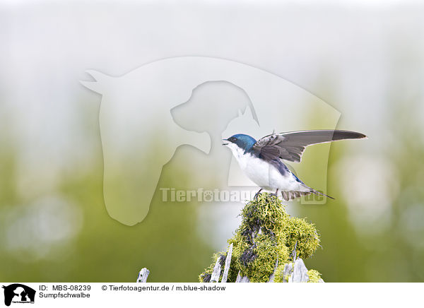 Sumpfschwalbe / tree swallow / MBS-08239