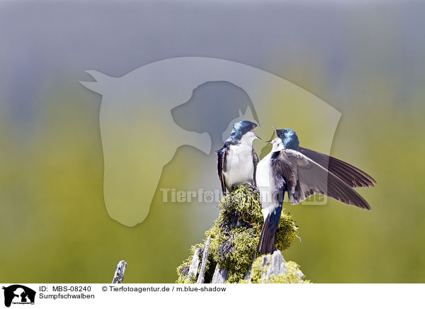 Sumpfschwalben / tree swallows / MBS-08240