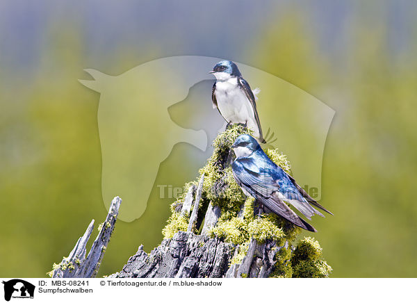 Sumpfschwalben / tree swallows / MBS-08241