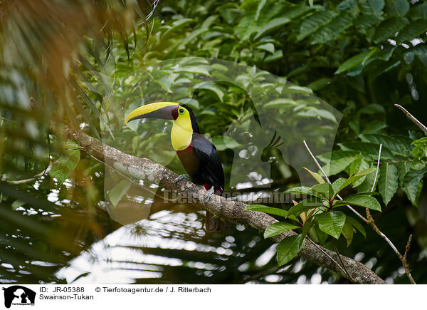 Swainson-Tukan / chestnut-mandibled toucan / JR-05388