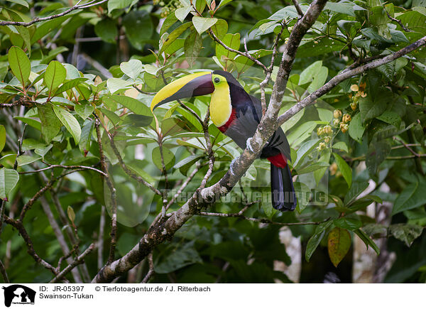 Swainson-Tukan / chestnut-mandibled toucan / JR-05397