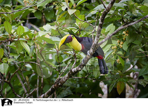 Swainson-Tukan / chestnut-mandibled toucan / JR-05400