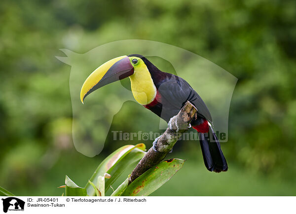 Swainson-Tukan / chestnut-mandibled toucan / JR-05401