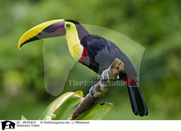 Swainson-Tukan / chestnut-mandibled toucan / JR-05403