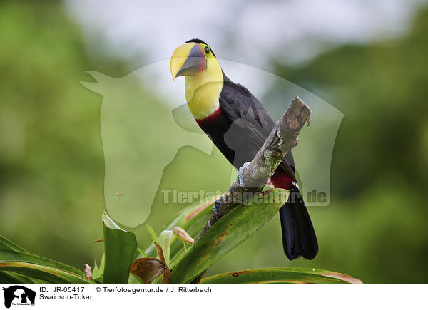 Swainson-Tukan / chestnut-mandibled toucan / JR-05417