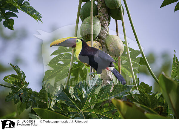 Swainson-Tukan / chestnut-mandibled toucan / JR-05538