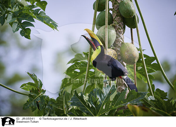 Swainson-Tukan / chestnut-mandibled toucan / JR-05541