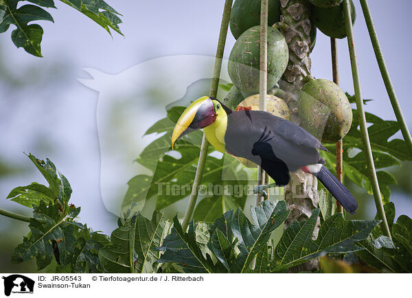 Swainson-Tukan / chestnut-mandibled toucan / JR-05543